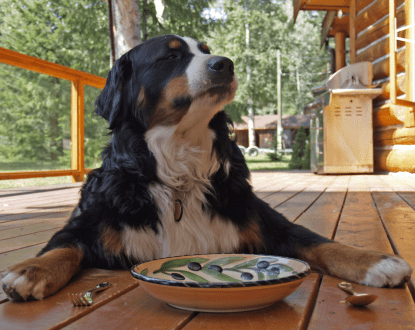 PET BOARDING
