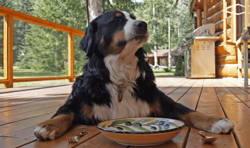 Renegade Rex K9 Ranch