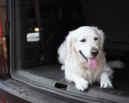 ANIMAL RESCUE CARE