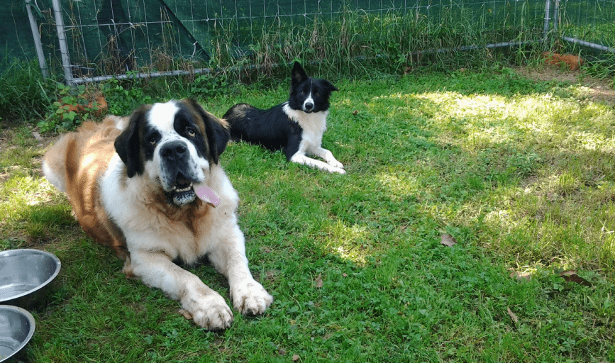 Renegade Rex K9 Ranch